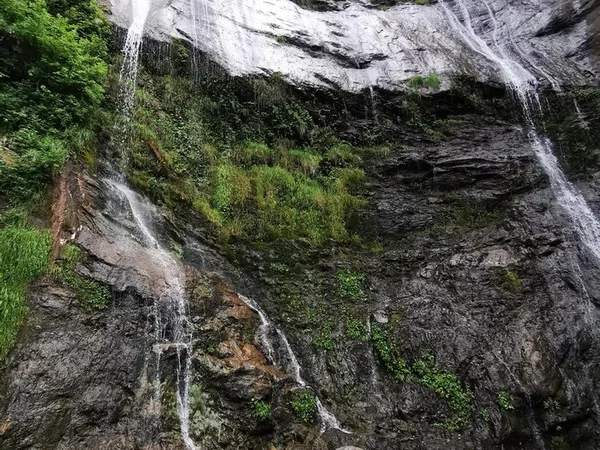 gole di pruno