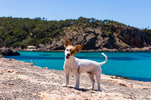 spiagge cilento per cani e famiglia